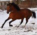 Onze Arie zoekt een nieuwe stal, Hengst, Minder dan 160 cm, Dressuurpaard, 0 tot 2 jaar