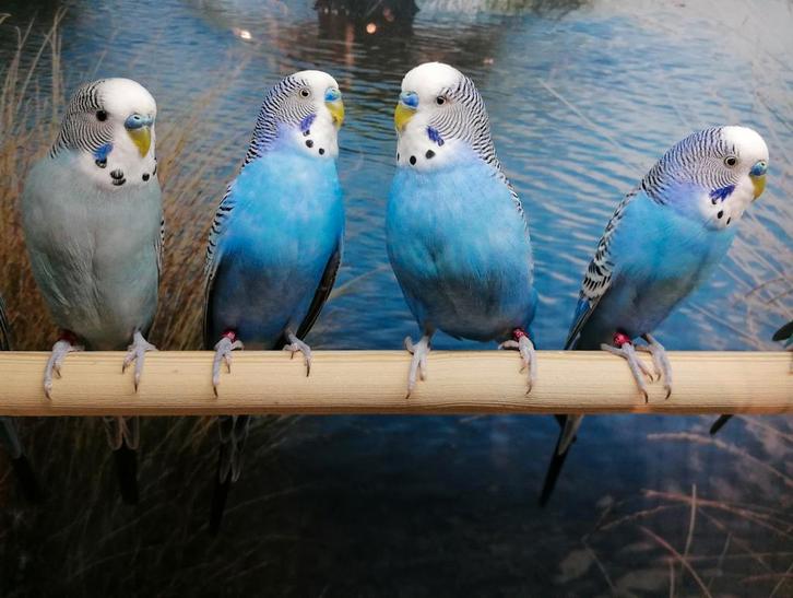 Grasparkieten in diverse kleuren., Dieren en Toebehoren, Vogels | Parkieten en Papegaaien, Parkiet, Meerdere dieren