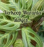 Maranta's, Huis en Inrichting, Kamerplanten, Overige soorten, Minder dan 100 cm, Ophalen of Verzenden, Halfschaduw