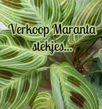 Maranta's, Overige soorten, Minder dan 100 cm, Ophalen of Verzenden, Halfschaduw