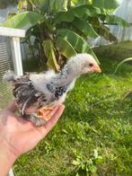Brahma groot porselein haantjes, Dieren en Toebehoren, Pluimvee, Mannelijk, Kip