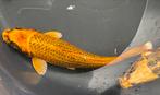 Zeer bruut gebouwde gele koi, yamabuki variant, Dieren en Toebehoren, Vissen | Vijvervissen, Karper of Koi