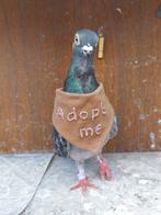 Tiramisu zoekt een goed tehuis, Dieren en Toebehoren, Vogels | Duiven, Vrouwelijk, Overige soorten