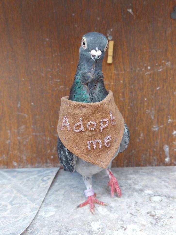 Tiramisu zoekt een goed tehuis, Dieren en Toebehoren, Vogels | Duiven, Overige soorten, Vrouwelijk
