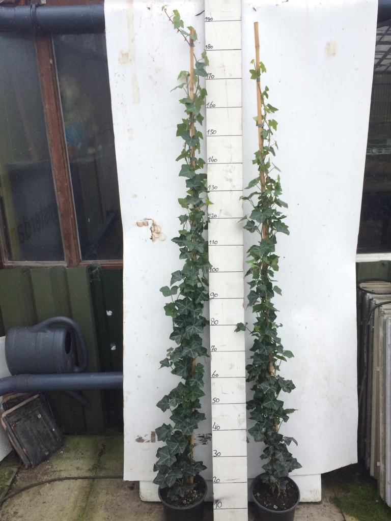 Hedera hibernica 200/220 cm, Ophalen, Vaste plant, Klimplanten