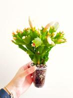 Lidcactus – Schlumbergera wit #145, Ophalen of Verzenden, Halfschaduw, Minder dan 100 cm