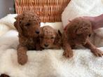 3 lieve labradoodle medium multigen puppies, Overige rassen, 8 tot 15 weken, Parvo, Meerdere
