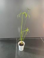 Grote stek van de parapluplant, Huis en Inrichting, Ophalen, Overige soorten, Minder dan 100 cm, Volle zon
