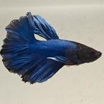 Betta splendens man 29, Dieren en Toebehoren, Vissen | Aquariumvissen, Vis