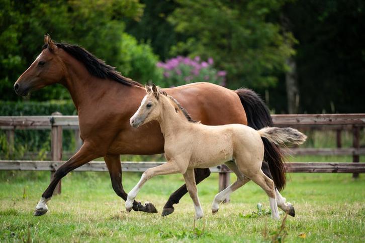Mooie 10 jarige pony fokmerrie, Dieren en Toebehoren, Pony's, Merrie, D pony (1.37m tot 1.48m), Dressuurpony, 7 tot 10 jaar, Met stamboom