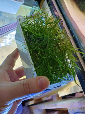 Aquarium planten  beschikbaar voor biedingen