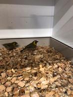 1x1 cubavinken, Dieren en Toebehoren, Meerdere dieren