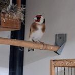 Major putter man 2025, Dieren en Toebehoren, Mannelijk, Wildzangvogel