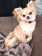 Mooi chihuahua teefje., Dieren en Toebehoren, Honden | Chihuahua's en Gezelschapshonden, CDV (hondenziekte), 1 tot 2 jaar, Teef