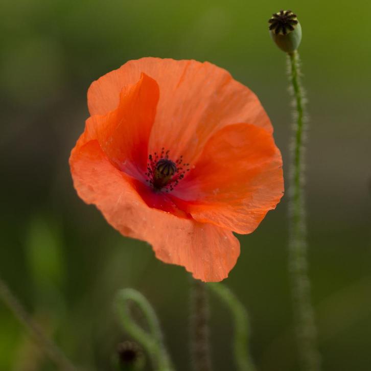 Zaden grote klaproos (Papaver rhoeas) - inheems, Tuin en Terras, Bloembollen en Zaden, Zaad, Voorjaar, Volle zon, Ophalen of Verzenden