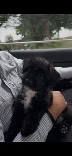 Nieuw baasje gezocht!, Dieren en Toebehoren, Rabiës (hondsdolheid), 15 weken tot 1 jaar, Reu, Eén hond