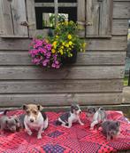 Lieve Jack Russel pup zoekt een gouden mandje, Dieren en Toebehoren, Honden | Jack Russells en Terriërs, Rabiës (hondsdolheid)