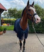 Keurmerrie van Van Gogh x Rhodium, Dieren en Toebehoren, Merrie, 11 jaar of ouder