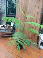 Flamboyant, Tuin en Terras, Ophalen, Overige soorten, Volle zon