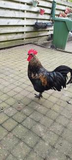 Haan, Dieren en Toebehoren, Pluimvee, Mannelijk, Kip