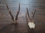 Twee Reeën Geweitjes, Ophalen of Verzenden, Gebruikt, Wild dier, Gewei of Kop