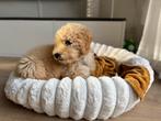 Labradoodle medium teefje, Dieren en Toebehoren, Honden | Niet-rashonden, 8 tot 15 weken, Teef, Eén hond, Middel