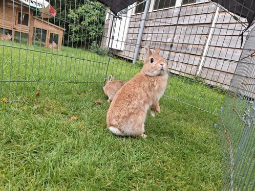 Jane en Tiana, Dieren en Toebehoren, Konijnen, Vrouwelijk, 0 tot 2 jaar