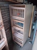 Postduiven broedbakken., Dieren en Toebehoren, Vogels | Duiven, Meerdere dieren, Postduif