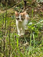 Lieve aanhankelijke kittens, Dieren en Toebehoren, Katten en Kittens | Overige Katten, Poes