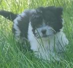 schattige   bichon havanezer puppys, België, Particulier, Rabiës (hondsdolheid), Overige rassen