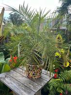 Mooie Phoenix Roebelenii palm, Ophalen, Halfschaduw, Minder dan 100 cm