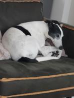 Liefdevol huis gezocht., Reu, Eén hond, Nederland, Particulier