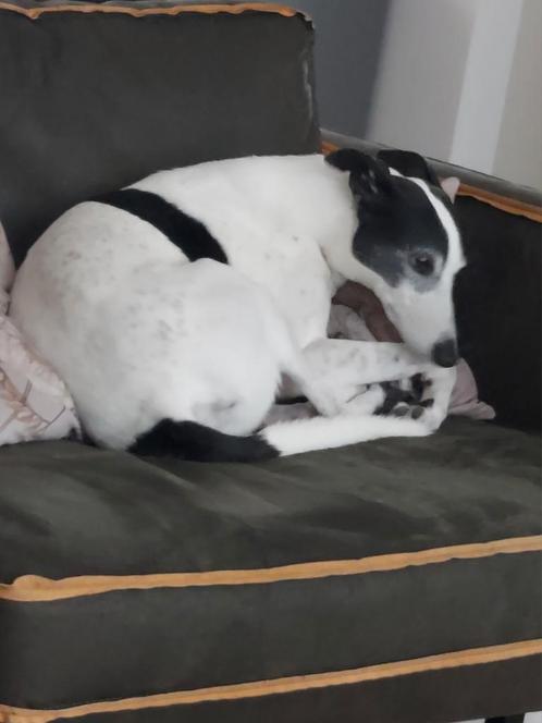 Liefdevol huis gezocht., Dieren en Toebehoren, Honden | Niet-rashonden, Middel, Reu, Particulier, Eén hond, Nederland, 3 tot 5 jaar