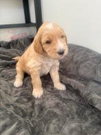 Australian labradoodle alf1 puppy’s, 8 tot 15 weken, Groot, Meerdere, Meerdere dieren