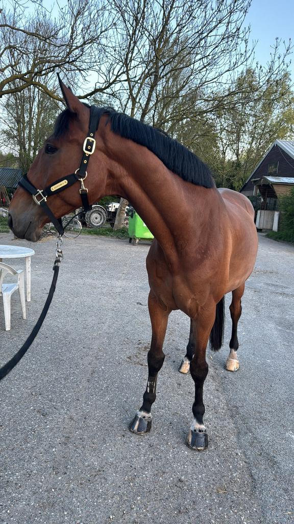 Lease paard / verzorgpaard aangeboden, Dieren en Toebehoren, Paarden en Pony's | Verzorgingsproducten, Ophalen of Verzenden