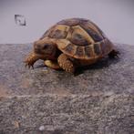 Griekse landschildpadden, Dieren en Toebehoren, Reptielen en Amfibieën, Schildpad, Tam, 0 tot 2 jaar