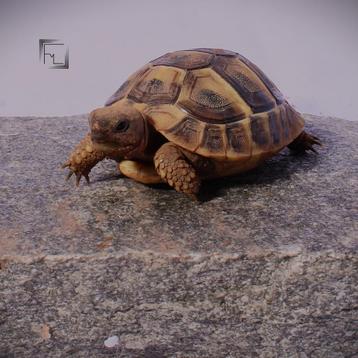 Griekse landschildpadden beschikbaar voor biedingen