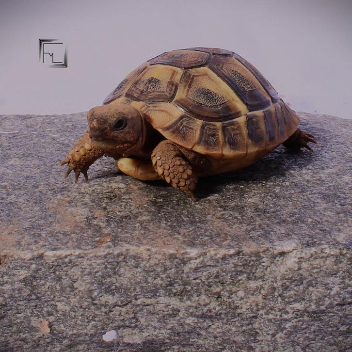 Griekse landschildpadden, Dieren en Toebehoren, Reptielen en Amfibieën, Schildpad, 0 tot 2 jaar, Tam