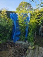 Opruiming!!! Zwarte bamboe Phyllostachys nigra, Tuin en Terras, Ophalen, Bloeit niet, Overige soorten, Halfschaduw