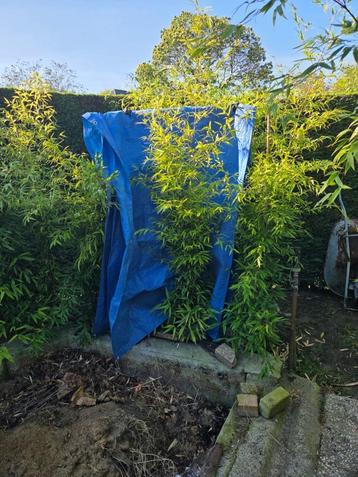 Opruiming!!! Zwarte bamboe Phyllostachys nigra  beschikbaar voor biedingen