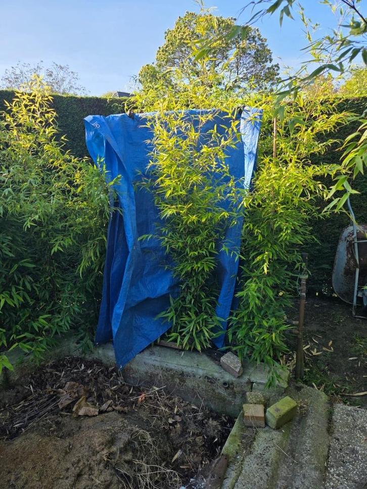 Opruiming!!! Zwarte bamboe Phyllostachys nigra, Tuin en Terras, Planten | Tuinplanten, Overige soorten, Halfschaduw, Bloeit niet