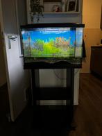 Superfish Aquarium Start 70 met meubel, Dieren en Toebehoren, Vissen | Aquaria en Toebehoren, Ophalen, Gebruikt, Leeg aquarium