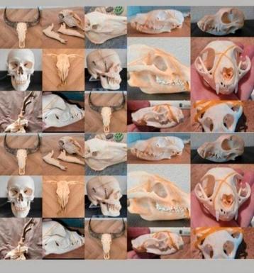 Grote verzameling van Schedels / Taxidermie / Skull/ Skelet  beschikbaar voor biedingen