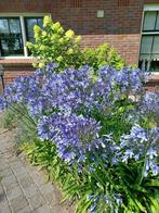 Agapanthus zaden, Ophalen, Vaste plant, Overige soorten, Volle zon
