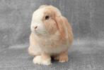 Dwerg hangoor konijn voedster PEARL - raszuiver & gezond, Dieren en Toebehoren, Konijnen, Vrouwelijk, Dwerg, Hangoor, 0 tot 2 jaar