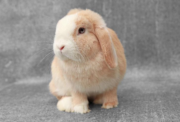 Dwerg hangoor konijn voedster PEARL - raszuiver & gezond, Dieren en Toebehoren, Konijnen, Dwerg, Vrouwelijk, 0 tot 2 jaar, Hangoor