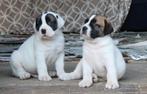 Boerboel pups GOEDHART YSTERBERG MASTIFF, Dieren en Toebehoren, Honden | Bulldogs, Pinschers en Molossers, Parvo, Overige rassen