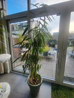 Gratis Oleander - Zonder Pot, Huis en Inrichting, Kamerplanten, 100 tot 150 cm, Overige soorten, Ophalen of Verzenden, Bloeiende kamerplant