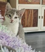 Kitten, Dieren en Toebehoren, Katten en Kittens | Overige Katten, Poes, Kortharig, 0 tot 2 jaar