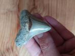 Megalodon tand 6 x 5.8 cm, Ophalen of Verzenden, Zo goed als nieuw